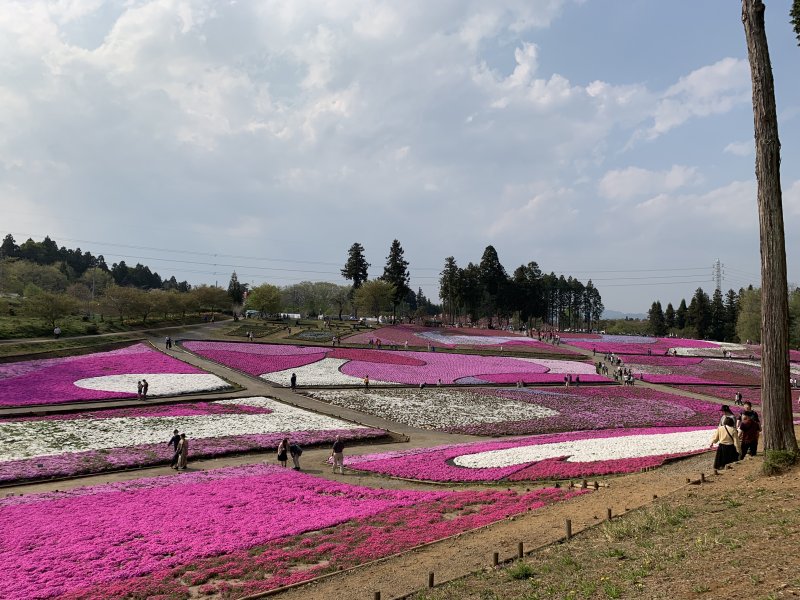 【 芝桜 見てきました〜！】