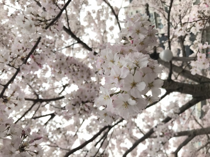 今年も沢山の袴のご予約ありがとうございました！