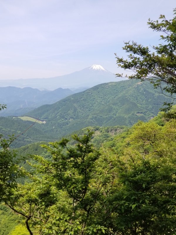 桜を探しに