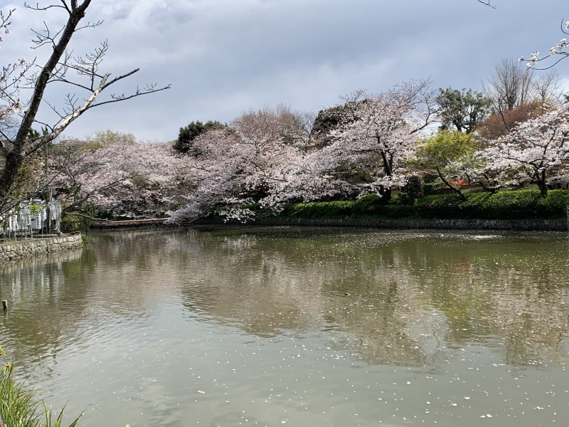 桜