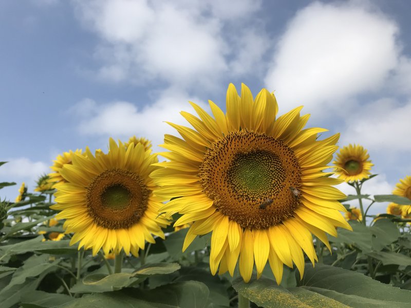 夏休みありがとうございました！