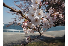 お花見